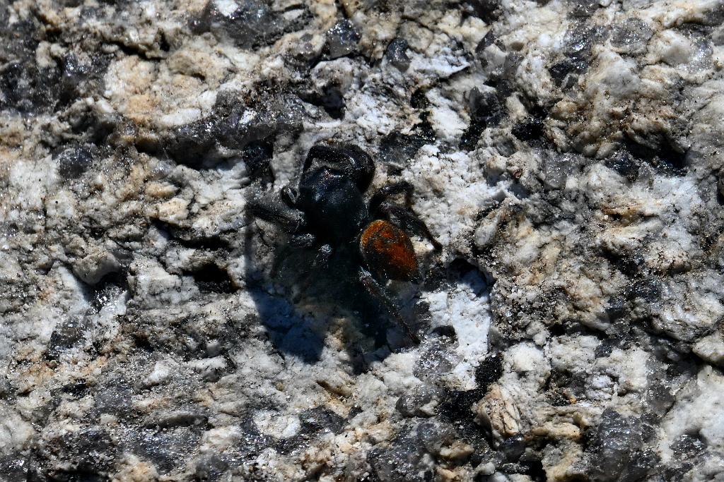 2025-05128486 Halibut Point State Park, MA.JPG - Spider. Halibut Point State Park, MA, 55-12-2025